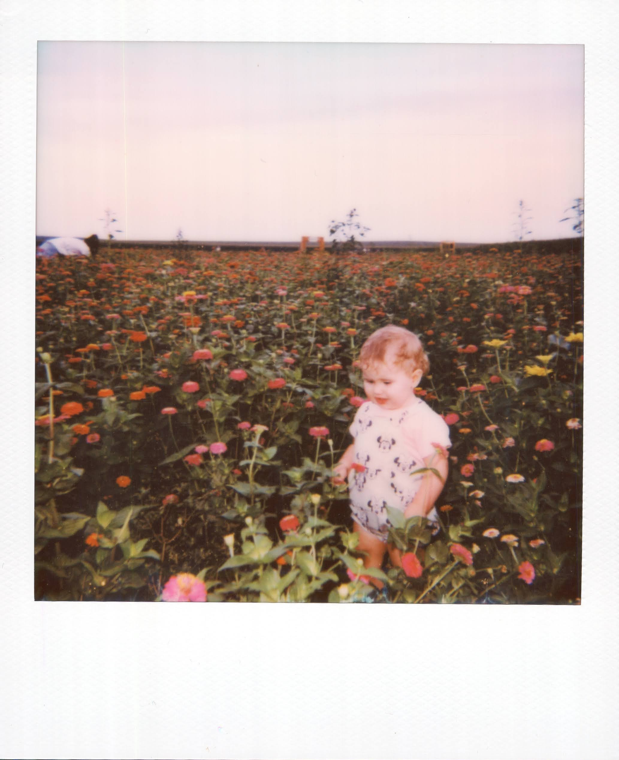 📸 - Polaroid Sun 660