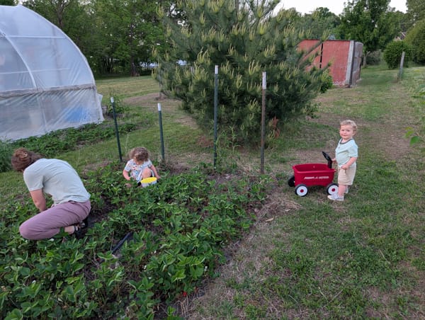 Raiding the neighbors strawberry patch