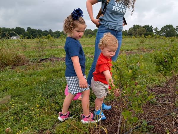 Blueberry pickin at the local farm