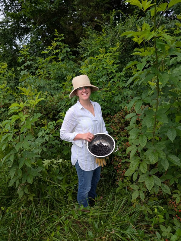 Black Berry Picking machine